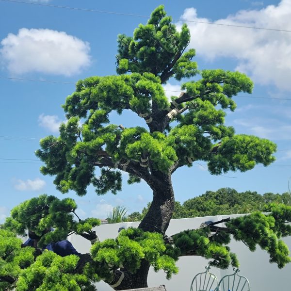 Artificial Bonsai Tree (8ft)